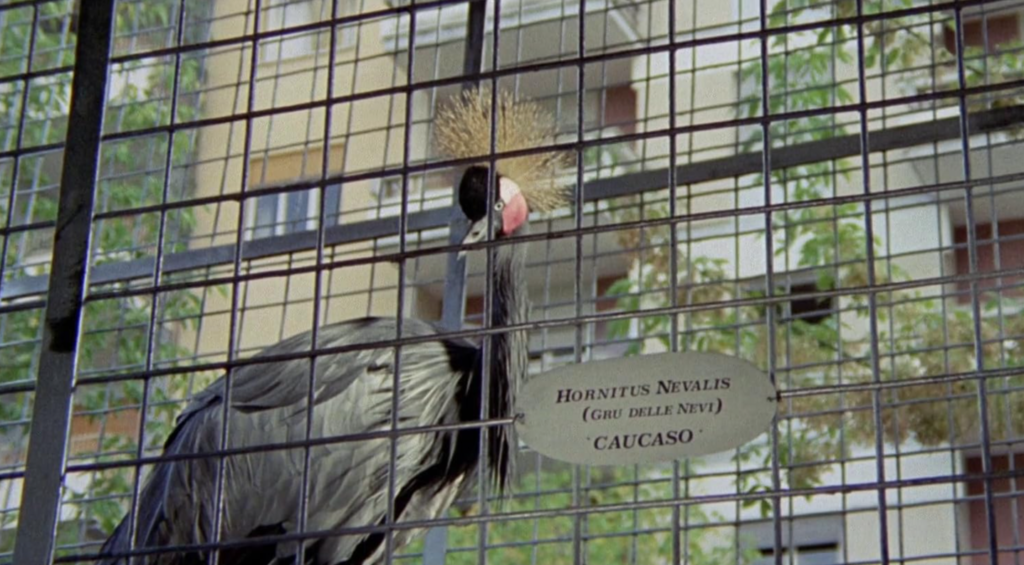 Gru coronata nera ("gru delle nevi") nel film L'uccello dalle piume di cristallo (1970)